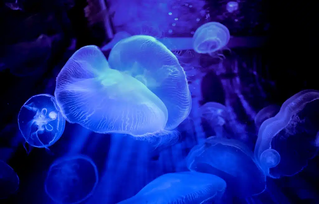 Glowing jellyfish drifting in an aquarium tank