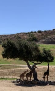 San Diego Zoo Safari Park - Pacific Beach Luxury guest experience guide