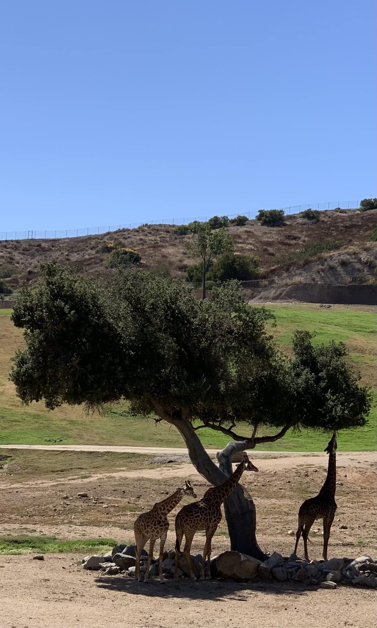San Diego Zoo Safari Park - Pacific Beach Luxury guest experience guide