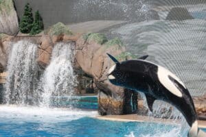 SeaWorld San Diego - Pacific Beach Luxury guest experience guide