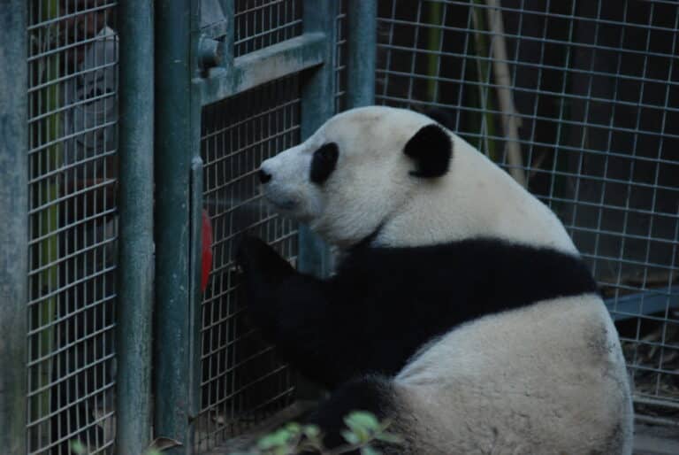 San Diego Zoo - Pacific Beach Luxury guest experience guide