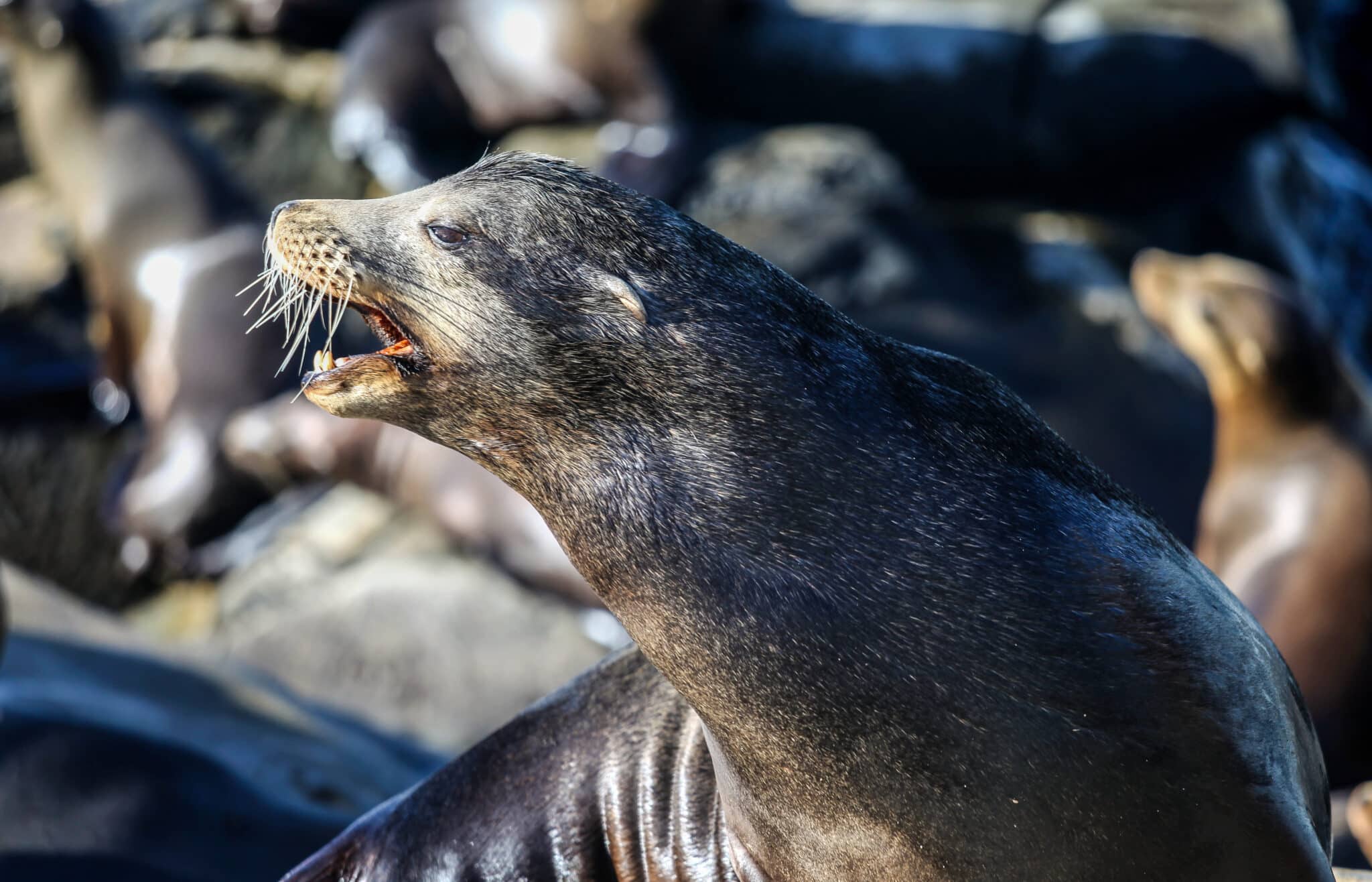 La Jolla Cove, Children's Pool & Windansea Beach - Pacific Beach Luxury guest experience guide